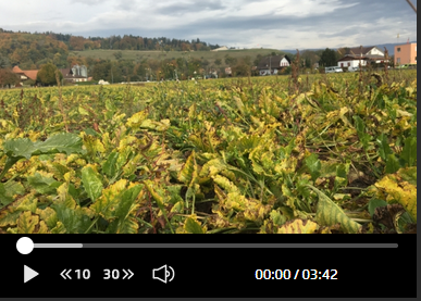 Ein Video von einem Feld mit vielen gelben Pflanzenblättern.